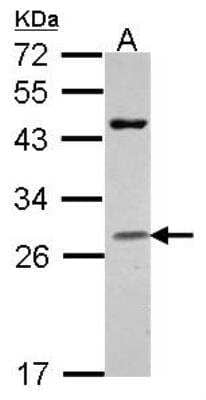 Western Blot: Granzyme H Antibody [NBP2-16771] - Sample (30 ug of whole cell lysate) A: Raji 12% SDS PAGE gel, diluted at 1:1000.