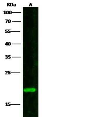 Western Blot: Gremlin 1 Antibody [NBP2-98208] - Lane A: HepG2 Whole Cell LysateLysates/proteins at 30 ug per lane.SecondaryGoat Anti-Rabbit IgG H&L (Dylight800) at 1/10000 dilution.Developed using the Odyssey technique. Performed under reducing conditions.Predicted band size:21 kDaObserved band size:19 kDa
