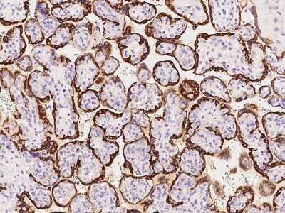 Immunohistochemistry-Paraffin: Growth Hormone 2 Antibody [NBP2-99112] - Immunochemical staining of human Growth Hormone 2 in human placenta with rabbit polyclonal antibody at 1:300 dilution, formalin-fixed paraffin embedded sections.