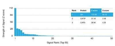 Protein Array: Growth Hormone Antibody (GH/1371) - Azide and BSA Free [NBP2-54361] - Analysis of Protein Array containing more than 19,000 full-length human proteins using Growth Hormone Antibody (GH/1371). Z- and S- Score: The Z-score represents the strength of a signal that a monoclonal antibody (MAb) (in combination with a fluorescently-tagged anti-IgG secondary antibody) produces when binding to a particular protein on the HuProt(TM) array. Z-scores are described in units of standard deviations (SDs) above the mean value of all signals generated on that array. If targets on HuProt(TM) are arranged in descending order of the Z-score, the S-score is the difference (also in units of SDs) between the Z-score. S-score therefore represents the relative target specificity of a MAb to its intended target. A MAb is considered to specific to its intended target, if the MAb has an S-score of at least 2.5.