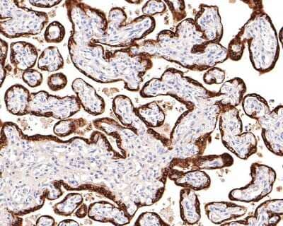 Immunohistochemistry-Paraffin: Growth Hormone Antibody (JM108-09) [NBP2-66893] - Analysis of paraffin-embedded human placenta tissue using anti-Growth Hormone antibody. The section was pre-treated using heat mediated antigen retrieval with Tris-EDTA buffer (pH 9.0) for 20 minutes.The tissues were blocked in 1% BSA for 30 minutes at room temperature, washed with ddH2O and PBS, and then probed with the primary antibody (1/400) for 30 minutes at room temperature. The detection was performed using an HRP conjugated compact polymer system. DAB was used as the chromogen. Tissues were counterstained with hematoxylin and mounted with DPX.