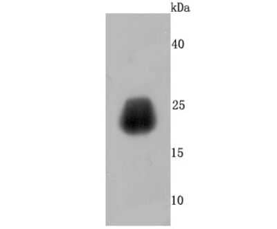 Western Blot: Growth Hormone Antibody (JM108-09) [NBP2-66893] - Analysis of Growth Hormone on human placenta tissue lysates using anti- Growth Hormone antibody at 1/500 dilution.