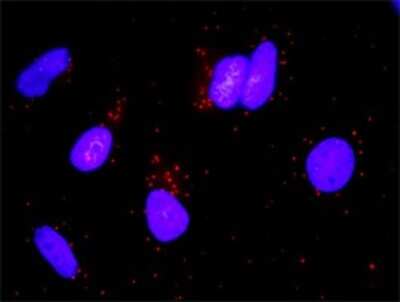 Proximity Ligation Assay: Growth Hormone R Antibody (3A12) [H00002690-M01] - Analysis of protein-protein interactions between STAT5A and GHR. HeLa cells were stained with anti-STAT5A rabbit purified polyclonal 1:1200 and anti-GHR mouse monoclonal antibody 1:50. Each red dot represents the detection of protein-protein interaction complex, and nuclei were counterstained with DAPI (blue).