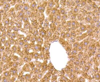 Immunohistochemistry-Paraffin: Growth Hormone R Antibody (JU01-34) [NBP2-75518] - Analysis of paraffin-embedded mouse liver tissue using anti-Growth hormone receptor antibody. Counter stained with hematoxylin.