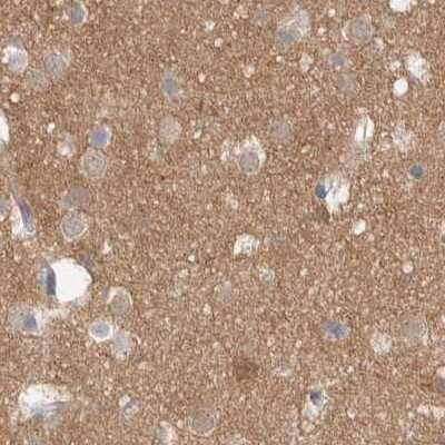 Immunohistochemistry-Paraffin: Guanine deaminase Antibody [NBP1-87454] - Staining of human cerebral cortex.