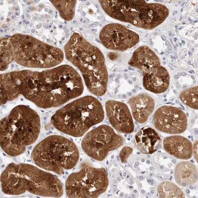 Immunohistochemistry-Paraffin: Guanine deaminase Antibody [NBP1-87525] - Staining of human kidney shows high expression.