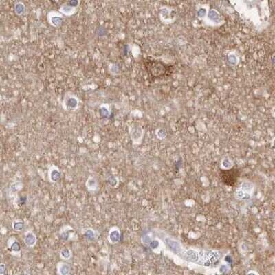 Immunohistochemistry-Paraffin: Guanine deaminase Antibody [NBP1-87525] - Staining of human cerebral cortex.