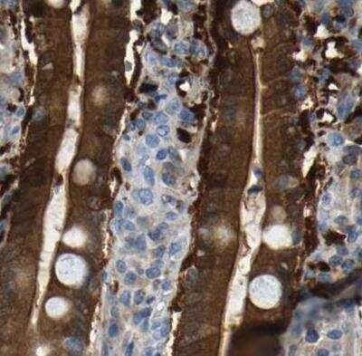 Immunohistochemistry-Paraffin: Guanine deaminase Antibody [NBP1-87562] - Staining of human duodenum using Anti-GDA antibody.
