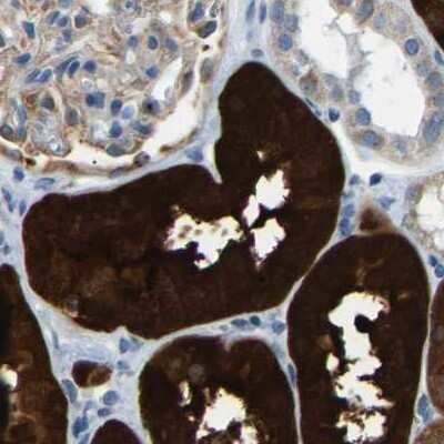 Immunohistochemistry-Paraffin: Guanine deaminase Antibody [NBP1-87562] - Staining of human kidney using Anti-GDA antibody NBP1-87562.
