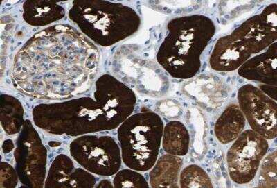 Immunohistochemistry-Paraffin: Guanine deaminase Antibody [NBP1-87562] - Staining of human kidney shows high expression.