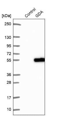 Western Blot: Guanine deaminase Antibody [NBP1-87525] - Analysis in control (vector only transfected HEK293T lysate) and GDA over-expression lysate (Co-expressed with a C-terminal myc-DDK tag (3.1 kDa) in mammalian HEK293T cells).