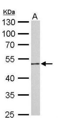 Western Blot: Guanine deaminase Antibody [NBP2-16769] - A. 50 ug mouse colon lysate/extract.