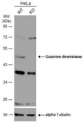 Western Blot: Guanine deaminase Antibody [NBP2-16769] - Wild-type (WT) and Guanine deaminase knockout (KO) HeLa cell extracts (30 ug) were separated by 10% SDS-PAGE, and the membrane was blotted with Guanine deaminase antibody diluted at 1:1000. HRP-conjugated anti-rabbit IgG antibody was used to detect the primary antibody.