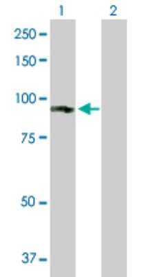 Western Blot: Guanylyl Cyclase alpha 1 Antibody [H00002982-B01P] - Analysis of GUCY1A3 expression in transfected 293T cell line by GUCY1A3 polyclonal antibody.  Lane 1: GUCY1A3 transfected lysate(75.9 KDa). Lane 2: Non-transfected lysate.