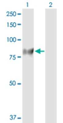 Western Blot: Guanylyl Cyclase alpha 1 Antibody [H00002982-D01P] - Analysis of GUCY1A3 expression in transfected 293T cell line by GUCY1A3 polyclonal antibody.Lane 1: GUCY1A3 transfected lysate(77.50 KDa).Lane 2: Non-transfected lysate.