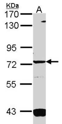 Western Blot: Guanylyl Cyclase alpha 1 Antibody [NBP2-16770] - Sample (30 ug of whole cell lysate) A: 293T 7. 5% SDS PAGE gel, diluted at 1:1000.