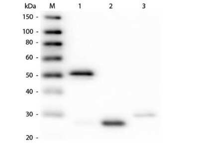 Western Blot: Guinea Pig anti-Rabbit IgG (H+L) Secondary Antibody [FITC] (Pre-adsorbed) [NBP1-73653] - Western Blot of Guinea Porcine anti-Rabbit IgG (H+L) Secondary antibody [FITC] (Pre-adsorbed). Lane M: 3 ul Molecular Ladder. Lane 1: Rabbit IgG whole molecule. Lane 2: Rabbit IgG F(ab) Fragment. Lane 3: Rabbit IgG F(c) Fragment. All samples were reduced. Load: 50 ng per lane. Block for 30 min at RT. Primary Antibody: Guinea Porcine anti-Rabbit IgG (H+L) Secondary antibody [FITC] (Pre-adsorbed) 1:500 for 60 min at RT. Secondary antibody: Anti-Guinea Porcine IgG (GOAT) Peroxidase Conjugated Antibody 1:40,000 in blocking buffer for 30 min at RT. Predicted/Obsevered Size: 25 and 50 kDa for Rabbit IgG and Serum, 25 kDa for F(c) and F(ab). Rabbit F(c) migrates slightly higher.