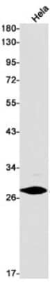 Western Blot: H1F0 Antibody (S03-8B3) [NBP3-19960] - Western blot detection of H1F0 in Hela cell lysates using NBP3-19960 (1:1000 diluted). Predicted band size: 21kDa. Observed band size: 30kDa.