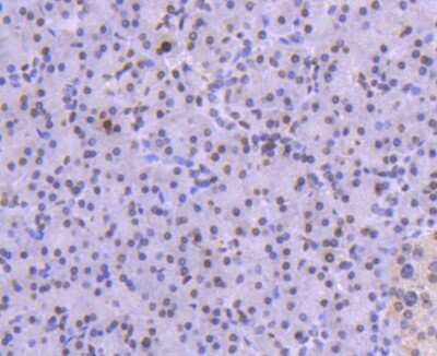 Immunohistochemistry-Paraffin: H1F0 Antibody (SD206-04) [NBP2-67752] - Analysis of paraffin-embedded human pancreas tissue using anti-Histone H1.0 antibody. Counter stained with hematoxylin.