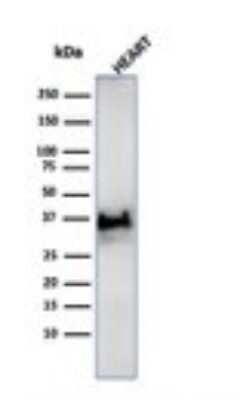 Western Blot: H1F0 Antibody (SPM256) - Azide and BSA Free [NBP3-11577] - Western Blot Analysis of human heart tissue lysate using H1F0 antibody (SPM256).