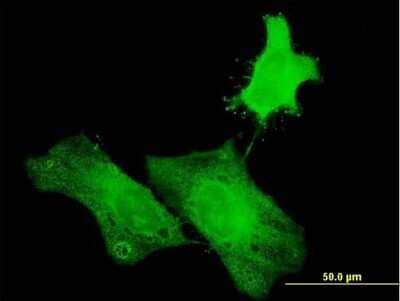 Immunocytochemistry/Immunofluorescence: H1FOO Antibody [H00132243-B01P] - Analysis of purified antibody to H1FOO on HeLa cell. (antibody concentration 10 ug/ml)