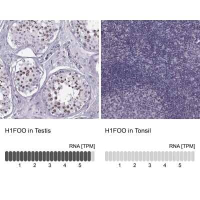 Immunohistochemistry-Paraffin: H1FOO Antibody [NBP1-86265] - Analysis in human testis and tonsil tissues using NBP1-86265 antibody. Corresponding H1FOO RNA-seq data are presented for the same tissues.