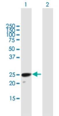 Western Blot H1FOO Antibody - Azide and BSA Free