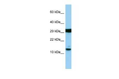 Western Blot H2AFJ Antibody - BSA Free