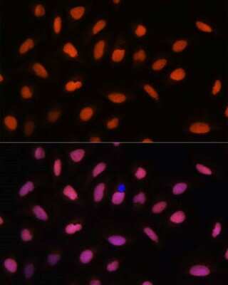 Immunocytochemistry/Immunofluorescence: H2AFV Antibody [NBP3-04426] - Analysis of U-2 OS cells using H2AFV antibody at dilution of 1:100. Blue: DAPI for nuclear staining.