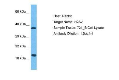 Western Blot: H2AFV Antibody [NBP2-84056] - WB Suggested Anti-H2AV antibody Titration: 1 ug/mL. Sample Type: Human 721_B Whole Cell