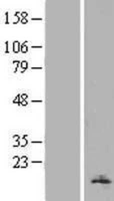 Western Blot H2AFV Overexpression Lysate