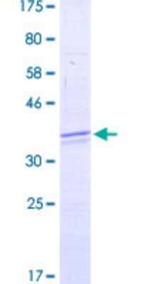 SDS-Page: H2AX Partial Protein [H00003014-Q01] - 12.5% SDS-PAGE Stained with Coomassie Blue.