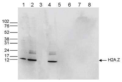 Western Blot: H2AZ Antibody [NBP2-54618] - Western blot was performed on whole cell (25 ug, lane 1) and histone extracts (15 ug, lane 2) from HeLa cells, and on 1 ug of recombinant histone H2A, H2B, H3 and H4 (lane 5, 6, 7 and 8, respectively) using the antibody against H2A.Z. The antibody was diluted 1:1,000 in TBS-Tween containing 5% skimmed milk. Alternatively, Western blot was performed on histone extracts after incubation of the antibody with 1 ug of the peptide used for immunisation of the rabbit (1 hour at room temperature) (lane 3) or with a peptide containing a sequence from the central part of the H2A.Z protein (lane 4). The position of the protein of interest is indicated on the right, the marker (in kDa) is shown on the left.