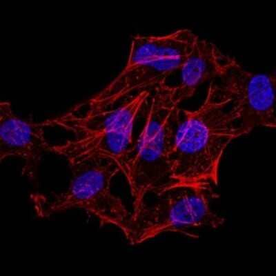 Immunocytochemistry/Immunofluorescence: H4/n Antibody (3E7D9) [NBP2-52487] - Analysis of HeLa cells . Blue: DRAQ5 fluorescent DNA dye. Red: Actin filaments have been labeled with Alexa Fluor- 555 phalloidin.