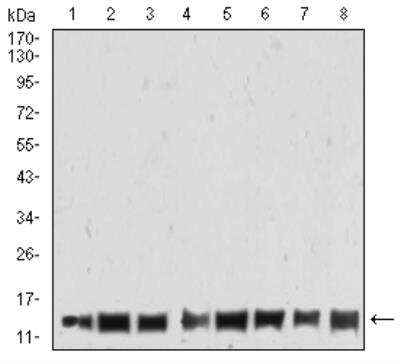 Western Blot: H4/n Antibody (7A2A7) [NBP2-52488] - Analysis using HIST2H4A(20Me3) mouse mAb against THP-1 (1), Jurkat (2), K562 (3), NIT/3T3 (4), PC-12 (5), Hela (6), MCF-7 (7), and A431 (8) cell lysate.