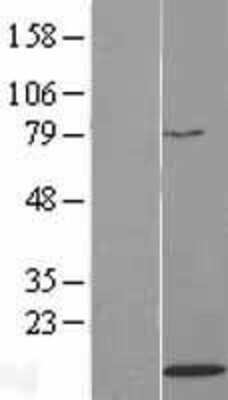 Western Blot: H4/n Overexpression Lysate (Adult Normal) [NBL1-11574] Left-Empty vector transfected control cell lysate (HEK293 cell lysate); Right -Over-expression Lysate for H4/n.