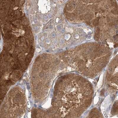 Immunohistochemistry-Paraffin: HAAO Antibody [NBP1-85892] - Staining of human kidney.