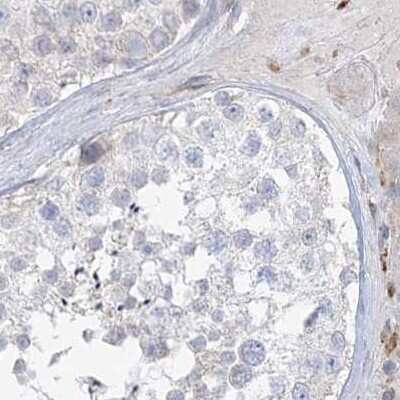 Immunohistochemistry-Paraffin: HAAO Antibody [NBP1-85892] - Staining of human testis.