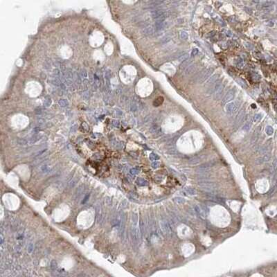 Immunohistochemistry-Paraffin: HAAO Antibody [NBP1-85892] - Staining of human small intestine.