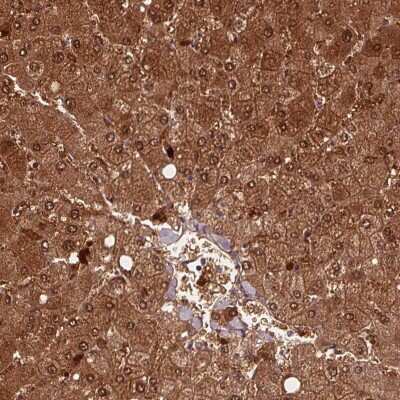 Immunohistochemistry-Paraffin: HAAO Antibody [NBP2-48755] - Staining of human liver shows high expression.