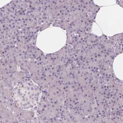 Immunohistochemistry-Paraffin: HAAO Antibody [NBP2-48755] - Staining of human pancreas shows low expression as expected.