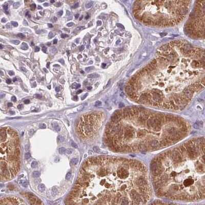 Immunohistochemistry-Paraffin: HAAO Antibody [NBP2-48755] - Staining of human kidney.