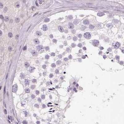 Immunohistochemistry-Paraffin: HAAO Antibody [NBP2-48755] - Staining of human testis.