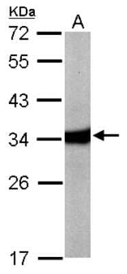 Western Blot: HAAO Antibody [NBP1-32330] - Sample (50 ug of whole cell lysate) A: Mouse liver 12% SDS PAGE; antibody diluted at 1:10000.