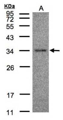 Western Blot: HAAO Antibody [NBP1-32330] - Sample(30 ug of whole cell lysate)A:Hep G2 12% SDS PAGE, antibody diluted at 1:500.