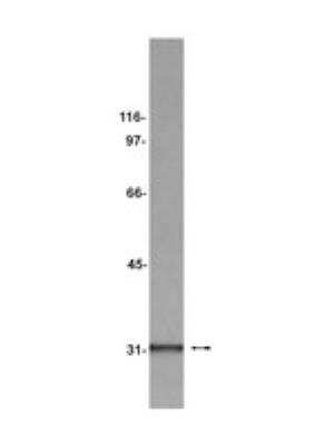 Western Blot: HABP1/C1QBP/GC1q R Antibody (74.5.2) [NBP2-29762] - Raji cell lysate probed with anti-gC1qR, clone 74.5.2 (1:10000).