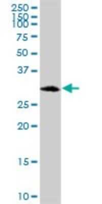 Western Blot: HABP1/C1QBP/GC1q R Antibody [H00000708-B01P] - Analysis of C1QBP expression in HL-60.