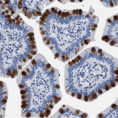 Immunohistochemistry-Paraffin: HABP2 Antibody [NBP1-83419] - Staining of human small intestine shows strong intracellular proteinaceous material positivity in glandular cells.