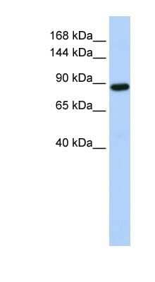 Western Blot HACE1 Antibody - BSA Free
