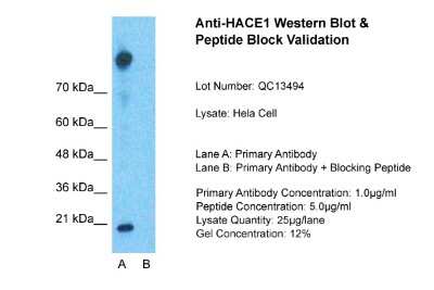 Western Blot HACE1 Antibody - BSA Free